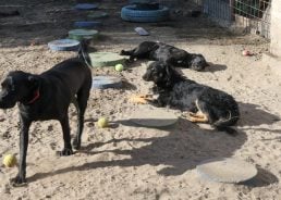 PHOTOS: First dog shelter in Croatia with underfloor heating