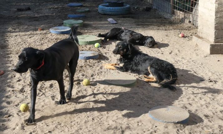 PHOTOS: First dog shelter in Croatia with underfloor heating