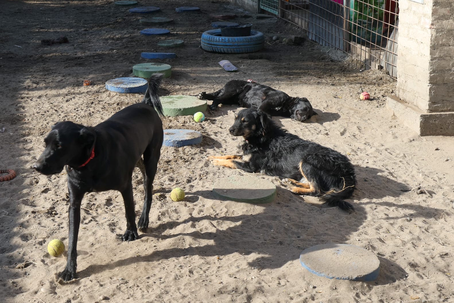 Osijek dog shelter 