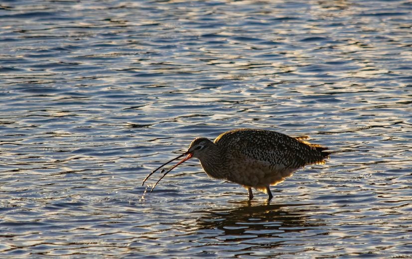 slender bill curlew