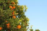 Neretva mandarins harvested for first time in history in 20°C temperatures