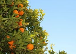 Neretva mandarins harvested for first time in history in 20°C temperatures