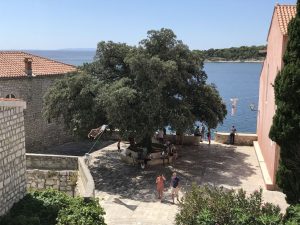 Freedom Tree Rab Island