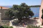 The ‘Freedom Tree’ named Croatian Tree of the Year