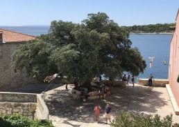 The ‘Freedom Tree’ named Croatian Tree of the Year