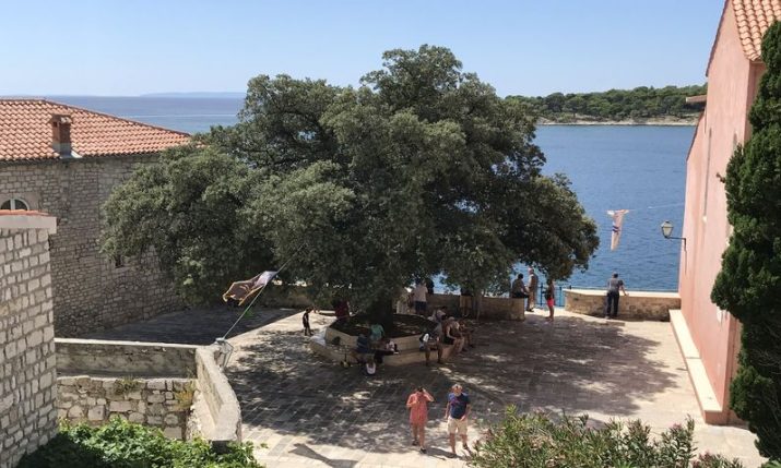 Croatia’s 104-year-old ‘Freedom Tree’ up for best in Europe title