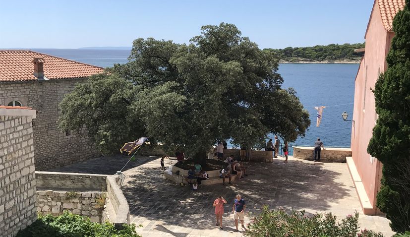 The ‘Freedom Tree’ named Croatian Tree of the Year