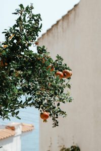 pomegranates in the Dalmatian Hinterland