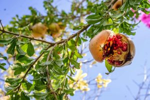 pomegranates in the Dalmatian Hinterland