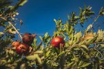 The fruit once impossible to grow in Dalmatian Hinterland now a hit