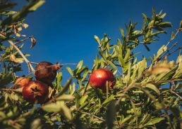 The fruit once impossible to grow in Dalmatian Hinterland now a hit