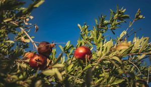 pomegranates in the Dalmatian Hinterland