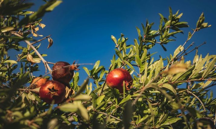 The fruit once impossible to grow in Dalmatian Hinterland now a hit