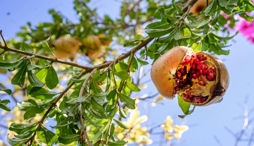 pomegranates in the Dalmatian Hinterland region