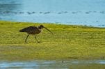 Migratory bird once in Croatia is confirmed extinct