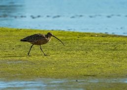 Migratory bird once in Croatia is confirmed extinct