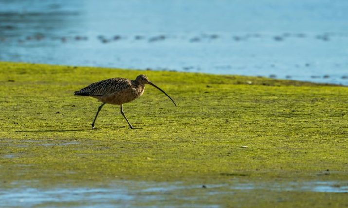 Migratory bird once in Croatia is confirmed extinct