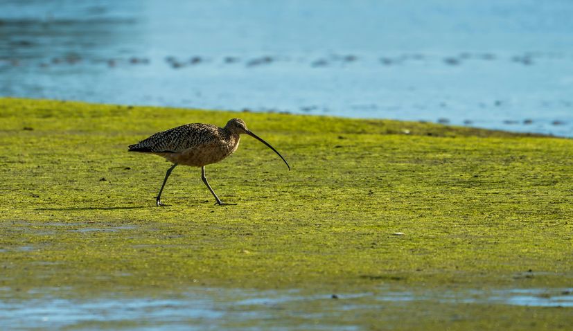 slender bill curlew