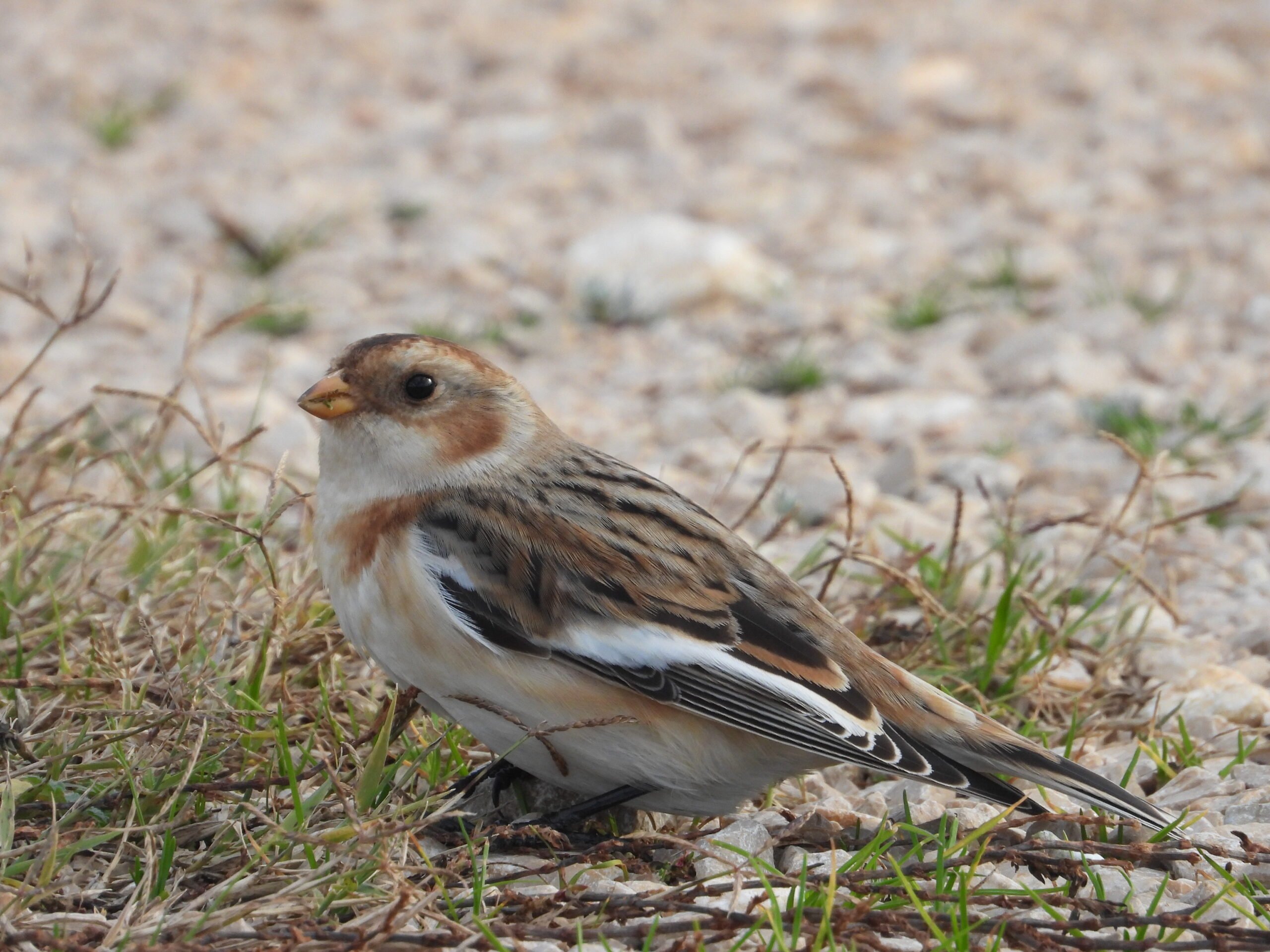 Snow bunting in Krka National Park