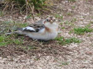 Snow bunting in Krka National Park