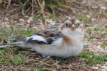 PHOTO: First-ever snow bunting sighting in Krka National Park