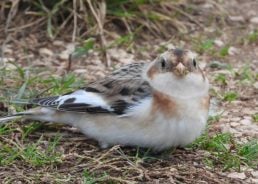 PHOTO: First-ever snow bunting sighting in Krka National Park