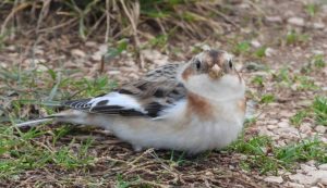 Snow bunting in Krka National Park