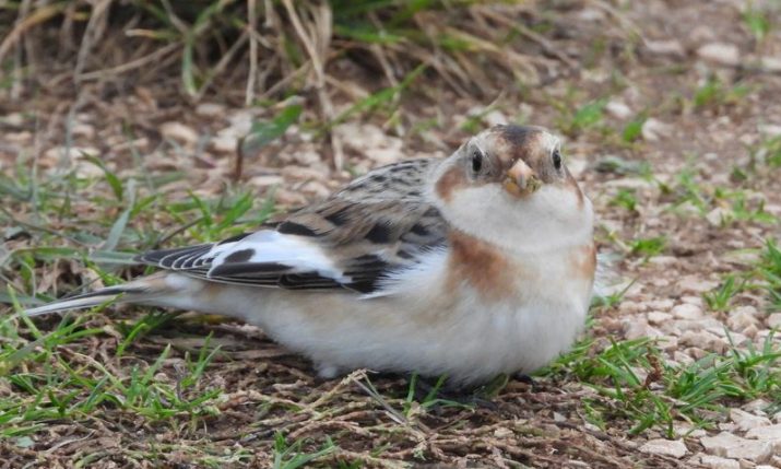 PHOTO: First-ever snow bunting sighting in Krka National Park