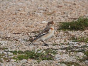 Snow bunting in Krka National Park