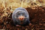 Blind mole-rat thought extinct is sighted in Croatia