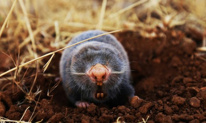 Blind mole-rat thought extinct is sighted in Croatia