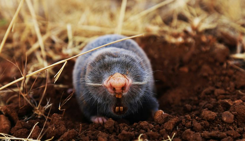 blind mole rat croatia