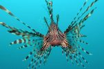 Dangerous lionfish spotted near Croatian islands